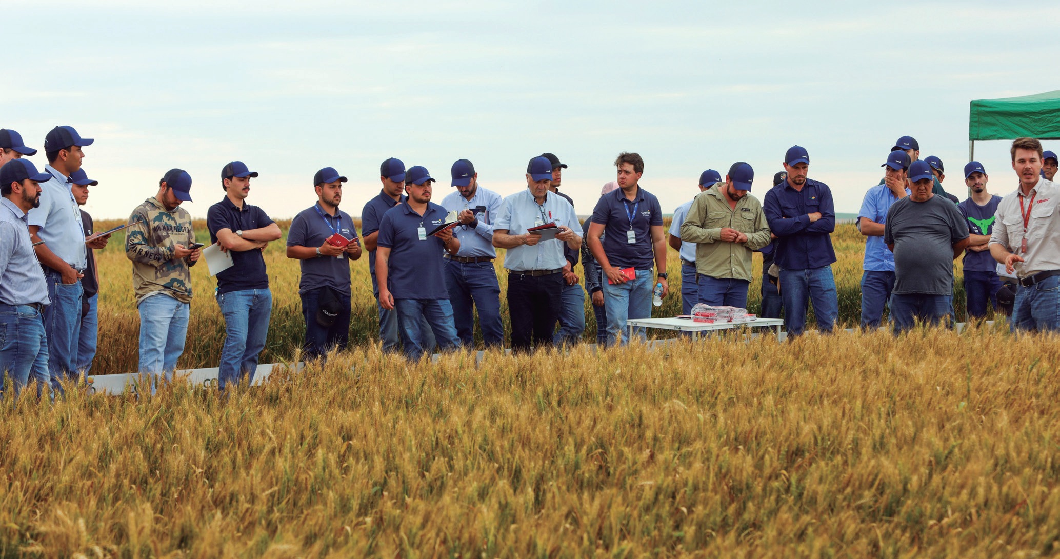 Cooperados reunidos em lavoura de trigo durante o dia de campo em Campo Mour&atilde;o