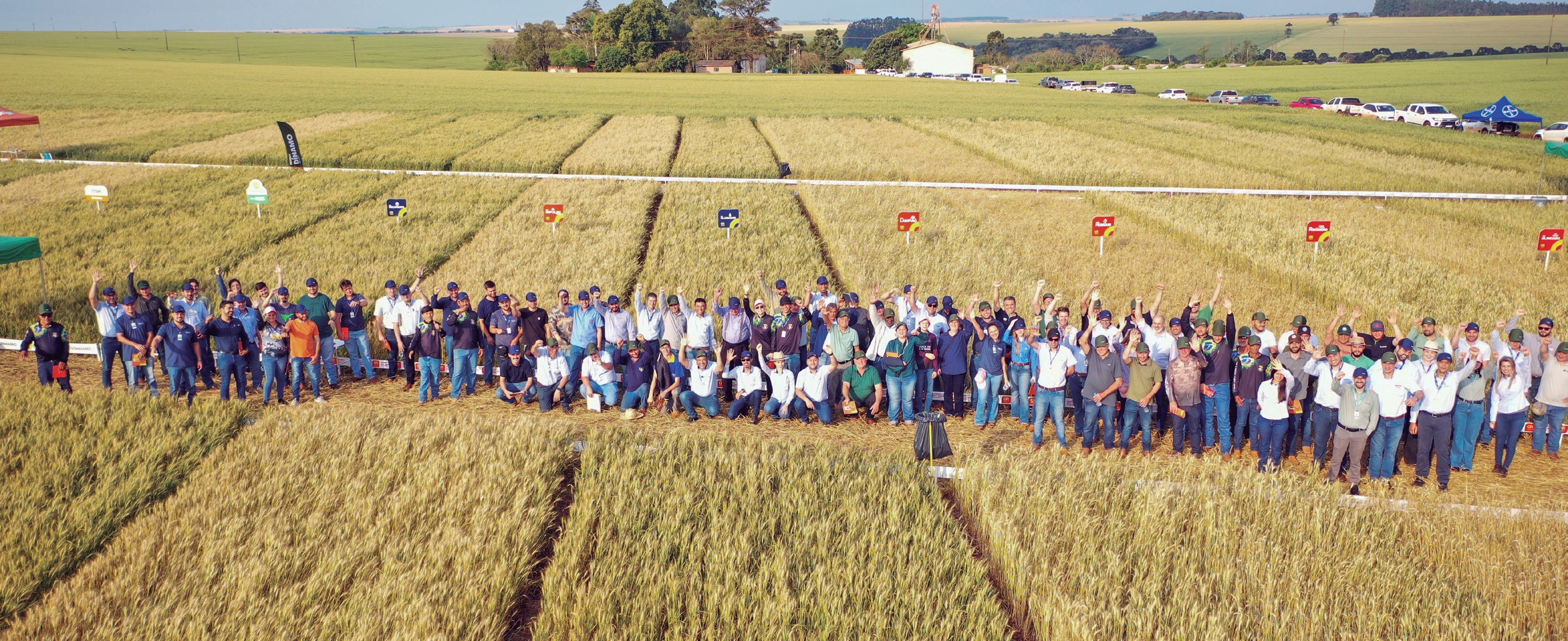 Cooperados e t&eacute;cnicos reunidos entre as parcelas de cultivares de trigo durante o dia de campo