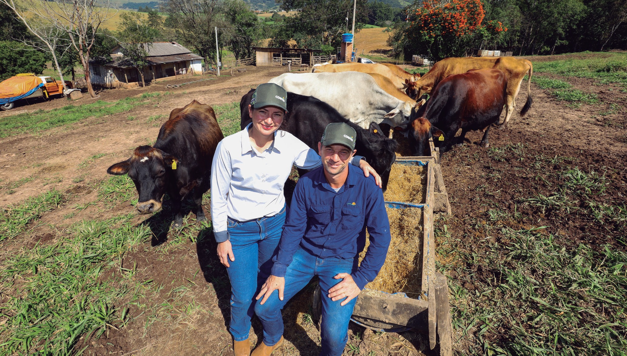 Casal sentado diante de cocho, rodeado por vacas