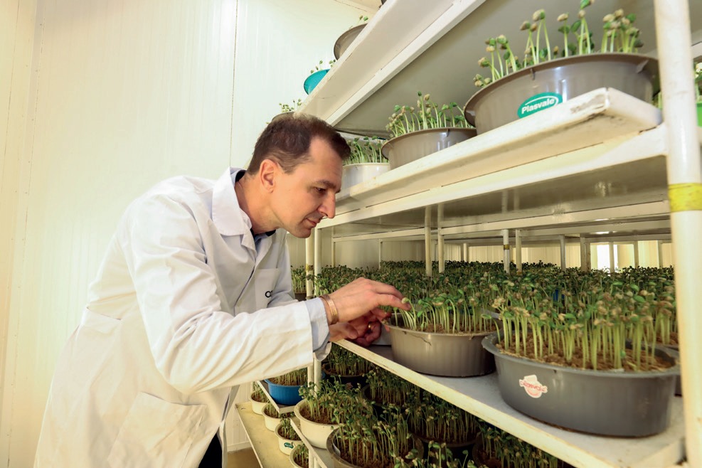 Técnica analisa sementes em laboratório da Coamo