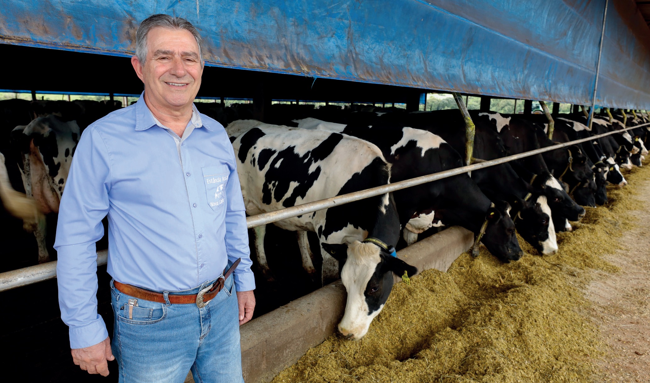 Cooperado João Luiz Borgio, utiliza sistema intensivo, com o rebanho mantido em confinamento em um compost barn projetado para 200 animais