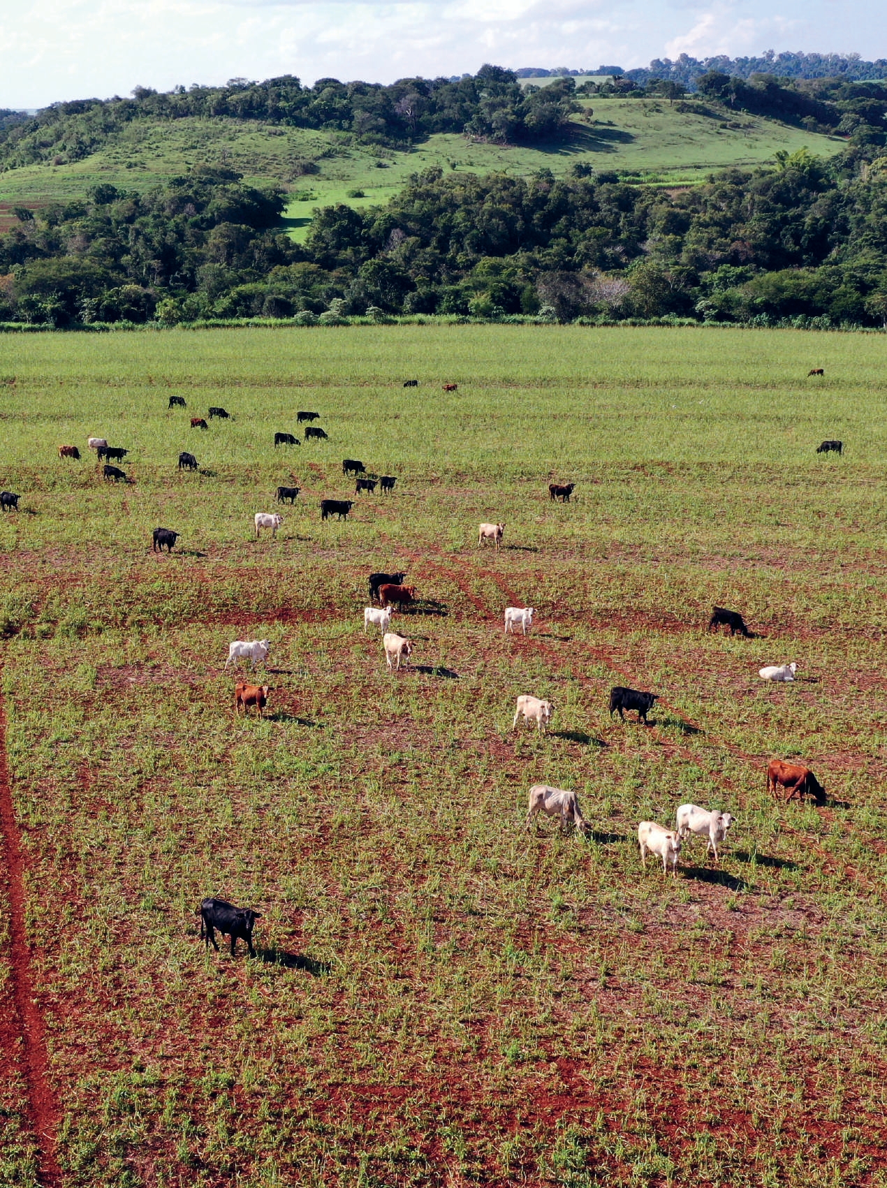 Campo de integração lavoura-pecuária da Coamo