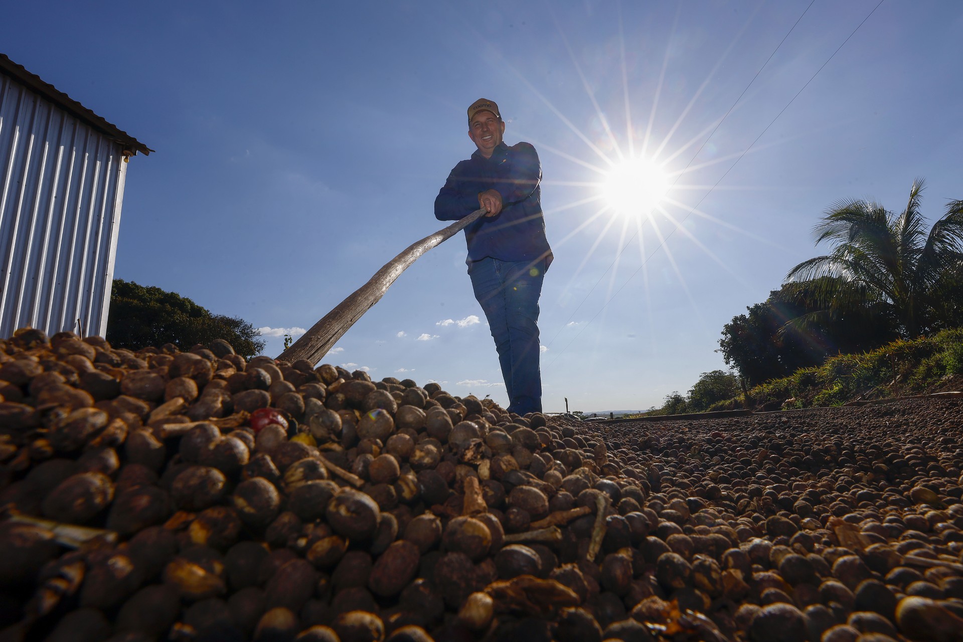 Cooperado Edson Fernandes Canhiçares trabalhando em terreiro de secagem de café, com o sol brilhando ao fundo.