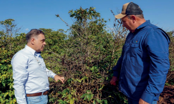 Engenheiro agrônomo, Waltemberg Machado de Lima, com o cooperado Edson Fernandes Canhiçares em meio a uma plantação de café.