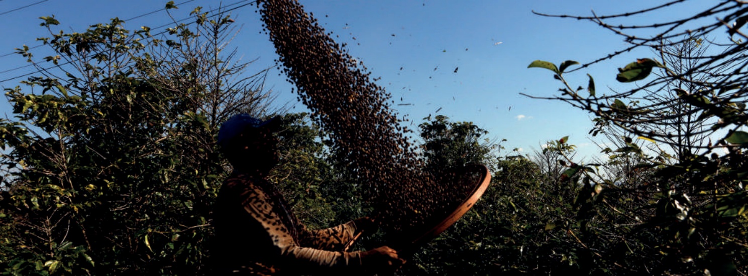 Cooperado jogando para o alto os grãos de café em uma peneira durante a colheita.