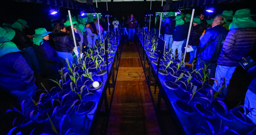 Cooperados participam de uma dinâmica em ambiente escuro, iluminado por luz roxa, para visualizar a aplicação de defensivos em pequenas plantas de milho dispostas em fileiras.