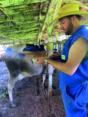 Homem de chapéu e colete aplicando medicação em uma vaca.