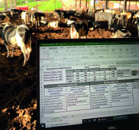 Tela de computador exibindo uma planilha com dados e gráficos, com gado ao fundo.
