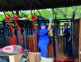 Equipe técnica trabalhando com gado em um curral.