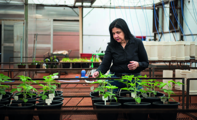 Mariangela Hungria em uma estufa, analisando pequenas plantas em vasos.
