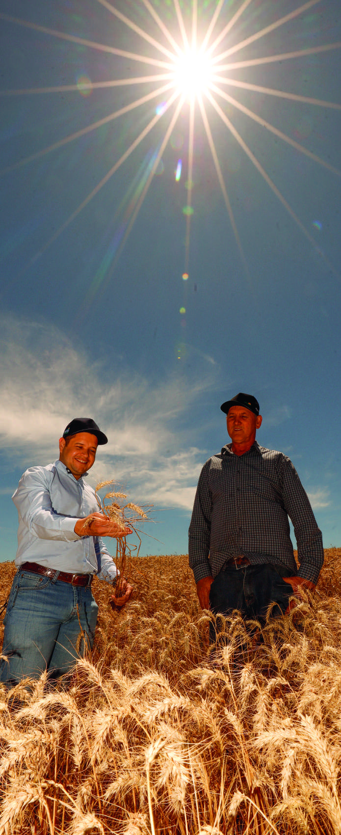 Engenheiro agrônomo e cooperado em campo de trigo