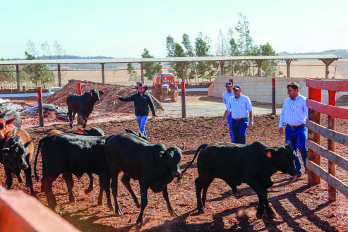 Demonstração prática de manejo de gado em um curral.